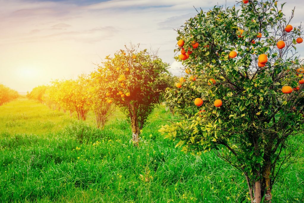 branch orange tree.