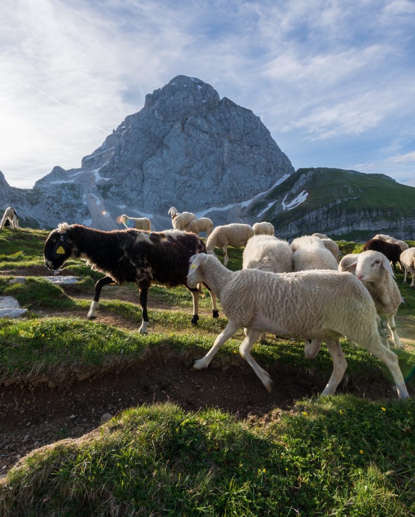 Sheep in the mountains